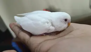 বাজরিগর পাখি বিক্রয়