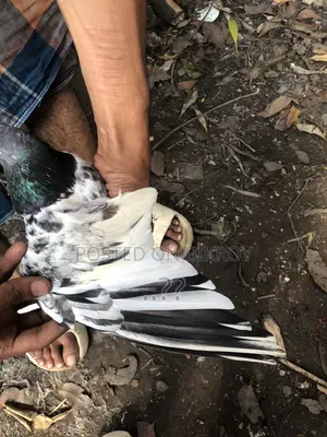 ভালো মানের একটা নব