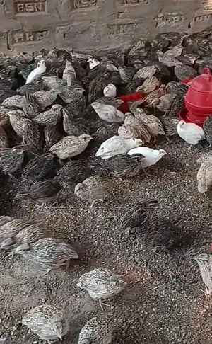 জাপানি কোয়েল পাখির বীজ ডিম