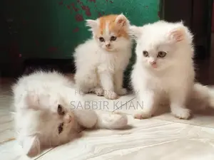 ১-৩ মাস বয়সী মেয়ে পিওরব্রেড পার্সিয়ান