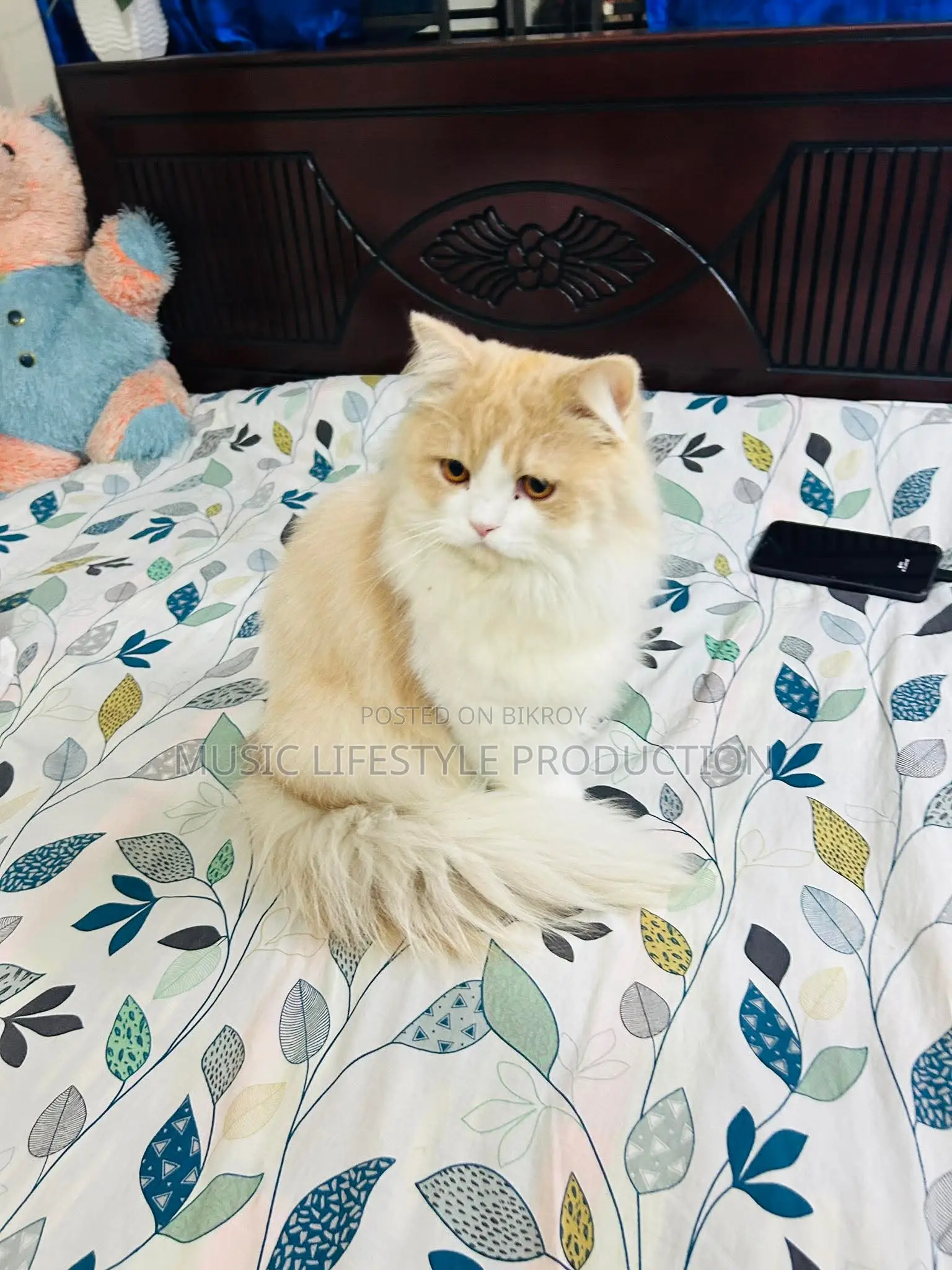 Parsian Cat Sell Dibo