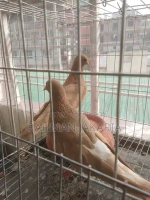 Pigeon For Sell