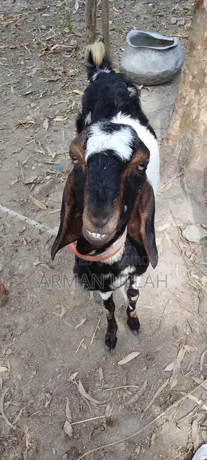 তোতাপুরি ছাগল