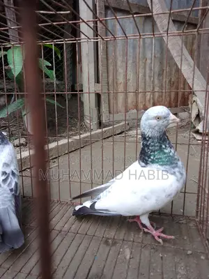 পাখি রানিং পেয়ার.