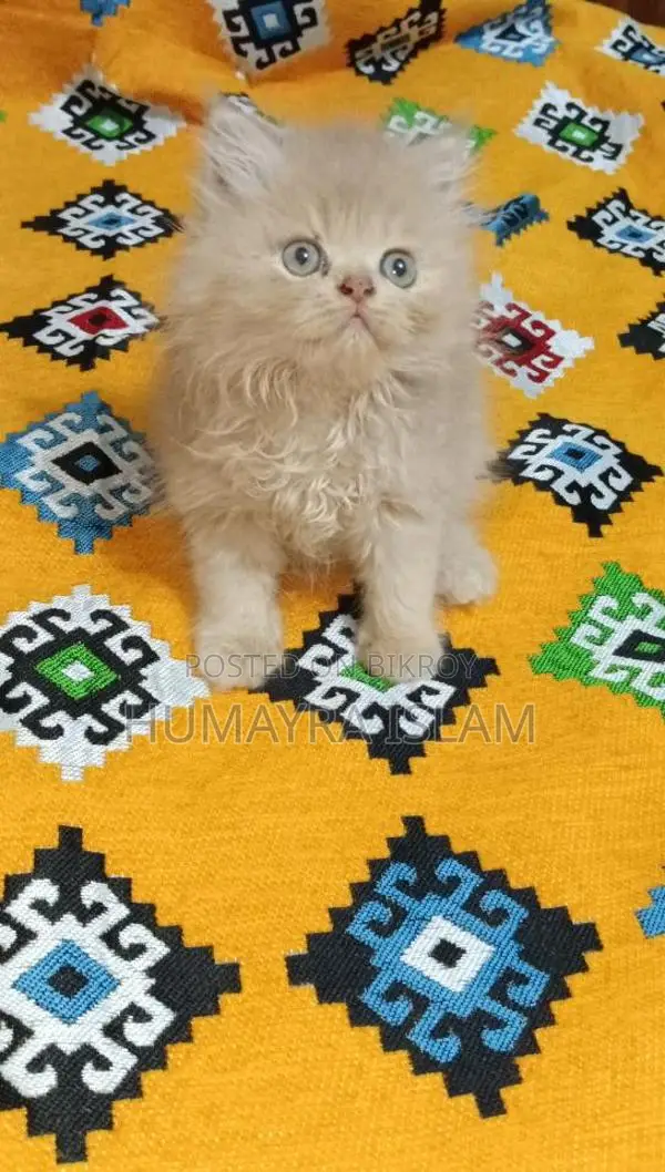Persian cat