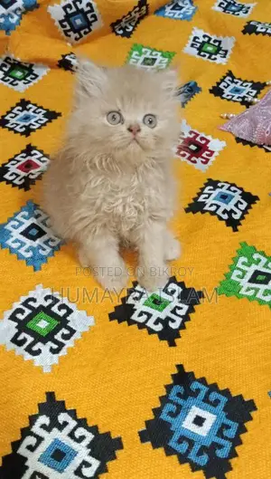 Persian cat