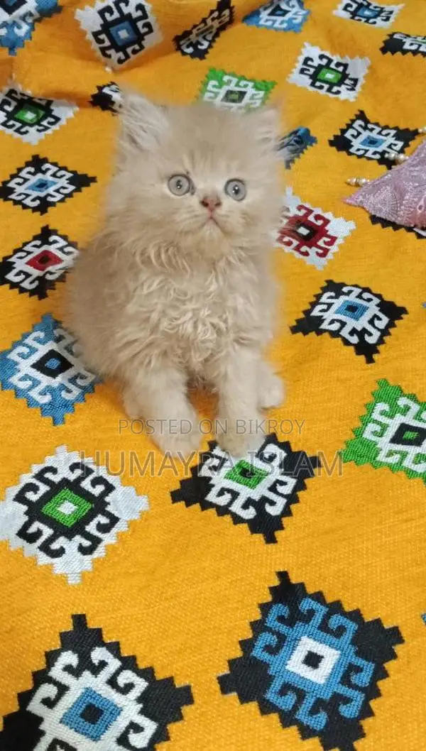 Persian cat