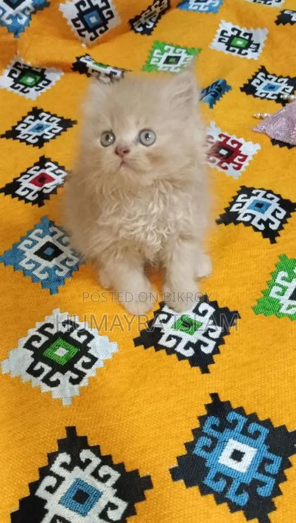 Persian cat