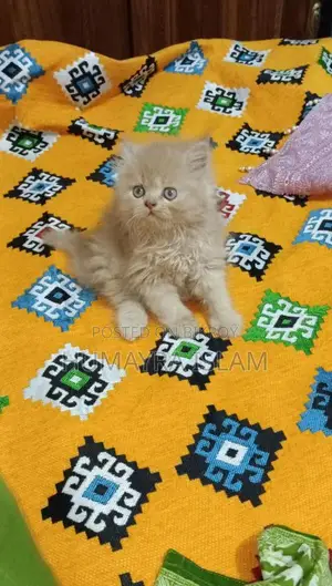 Persian cat