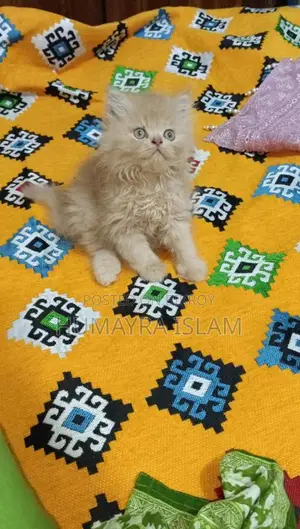 Persian cat