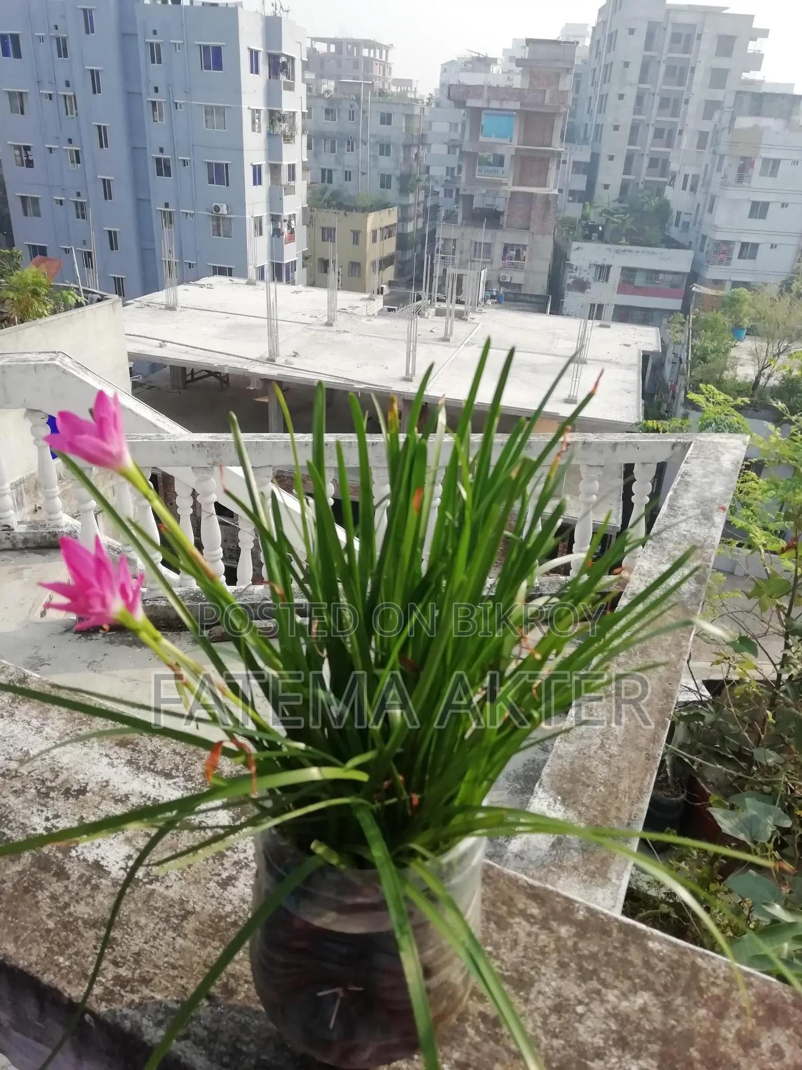Rain Lily for Sale