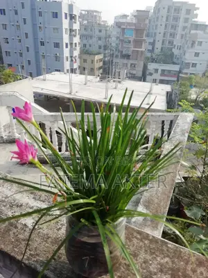 Rain Lily for Sale