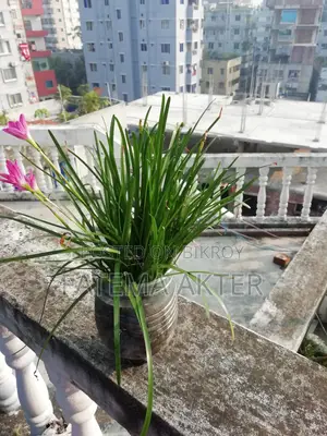 Rain Lily for Sale