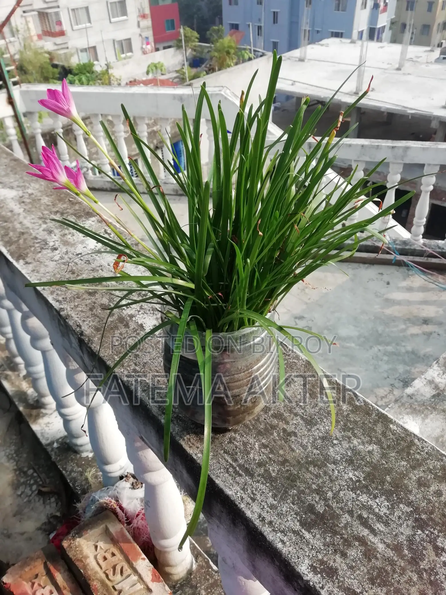 Rain Lily for Sale