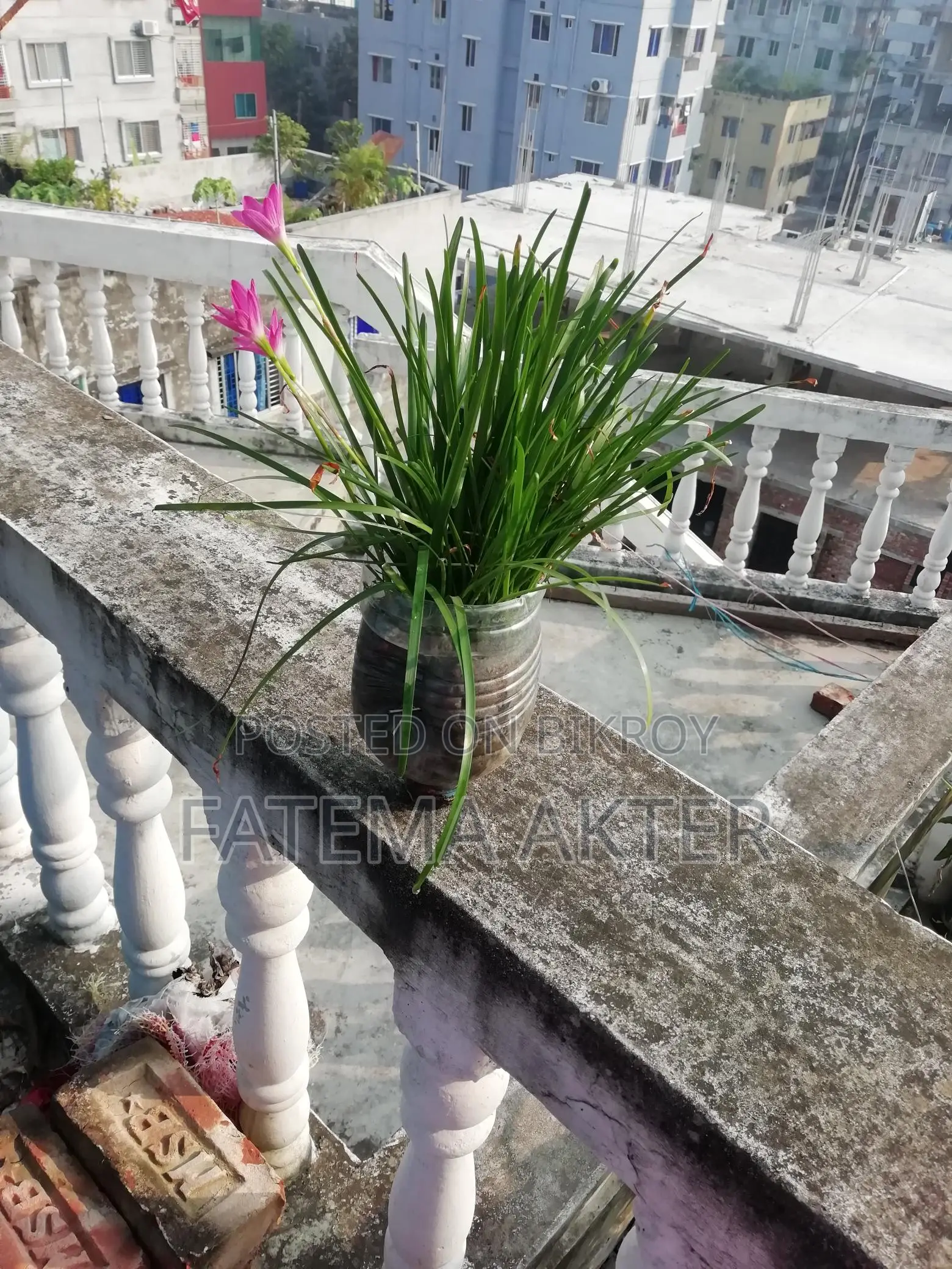 Rain Lily for Sale