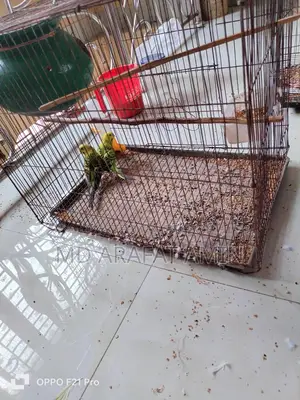 ২ জোড়া পাখি বিক্রি করা হবে