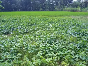 পূর্বাচলে বাউন্ডারি করা ৭.৫০ বিঘা জমি বিক্রি হবে