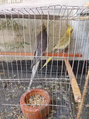 ১ জোড়া রানিং ককাটেল পাখি বিক্রি হবে