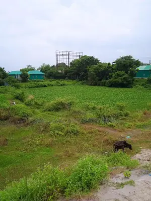 80 Bigha River-View Land by the Meghna River — Perfect Location for a Royal Project!