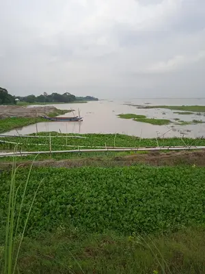 মেঘনার পাড়ে ৮০ বিঘা নদীভিউ জমি — রাজকীয় প্রজেক্টের উপযুক্ত লোকেশন!