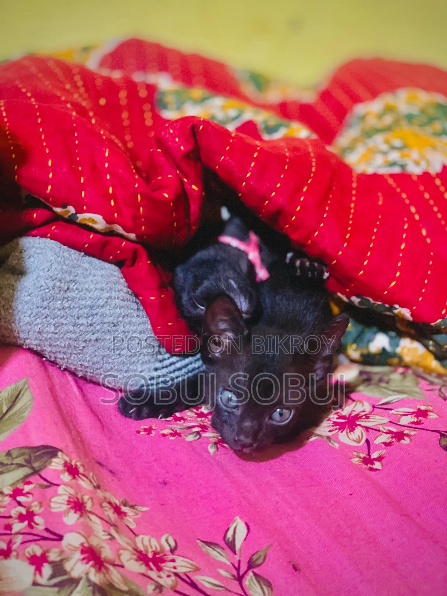 Black Kitten Free Adoption