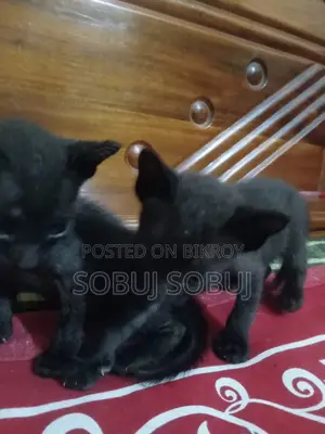 Black Kitten Free Adoption