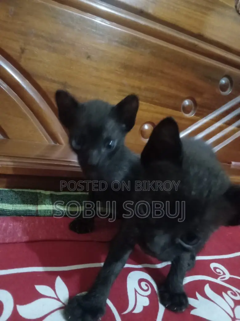 Black Kitten Free Adoption