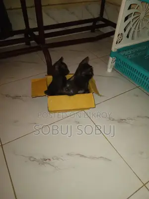 Black Kitten Free Adoption