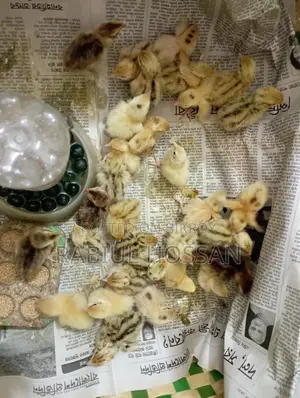 European Giant Coturnix Quail Chicks