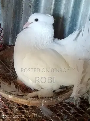 Lakha Pigeon