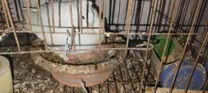 কবুতর বিক্রী হবে