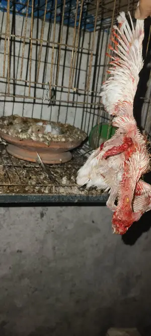 কবুতর বিক্রী হবে