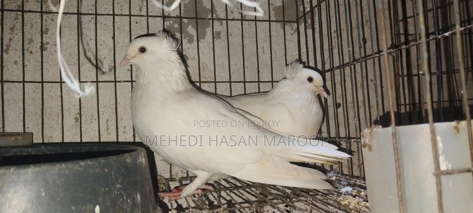 কবুতর বিক্রী হবে