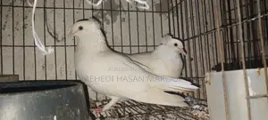 কবুতর বিক্রী হবে