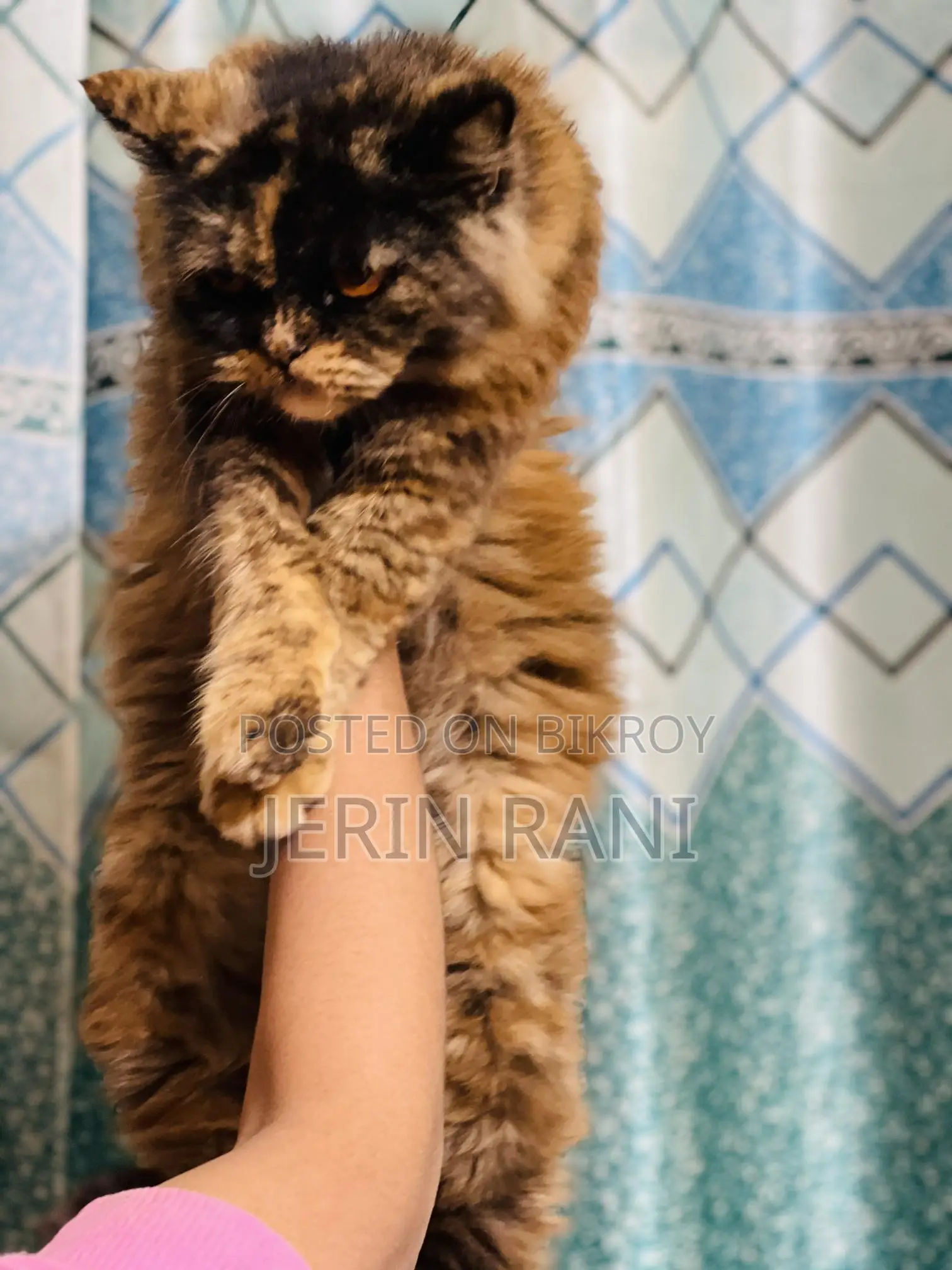Cat for sale