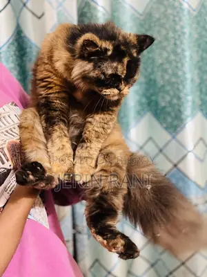Cat for sale