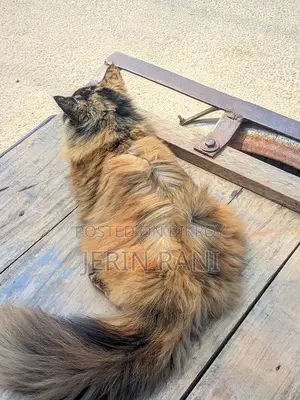 Cat for sale