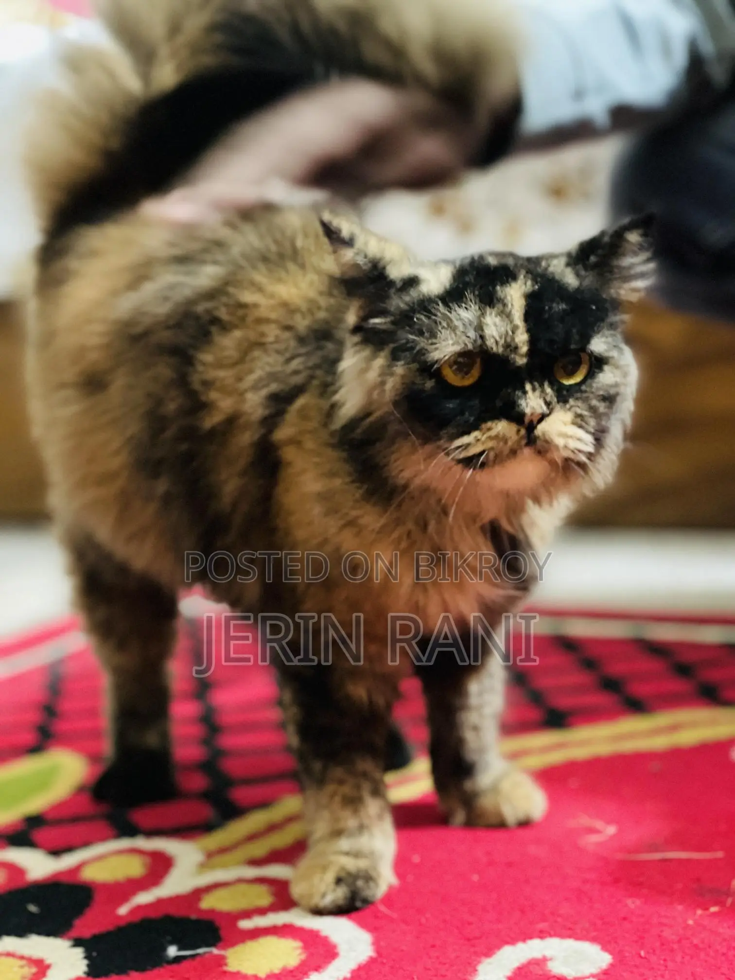 Cat for sale