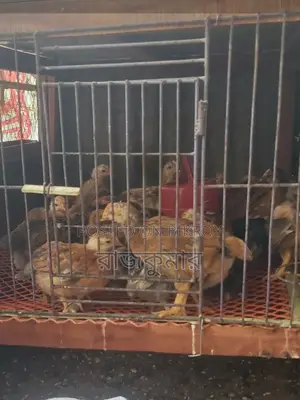 Tiger and Sonali Chicken Chicks