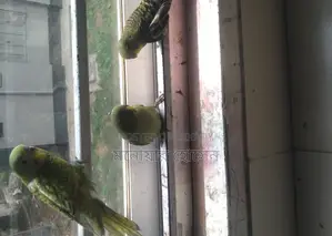 Budgerigar Birds