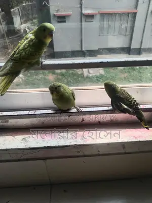 Budgerigar Birds