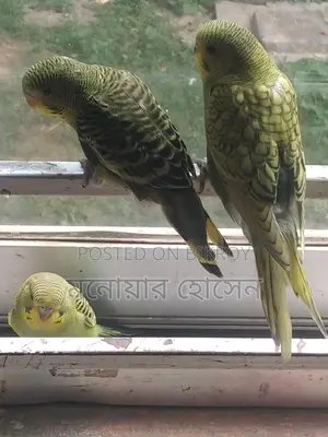 Budgerigar Birds