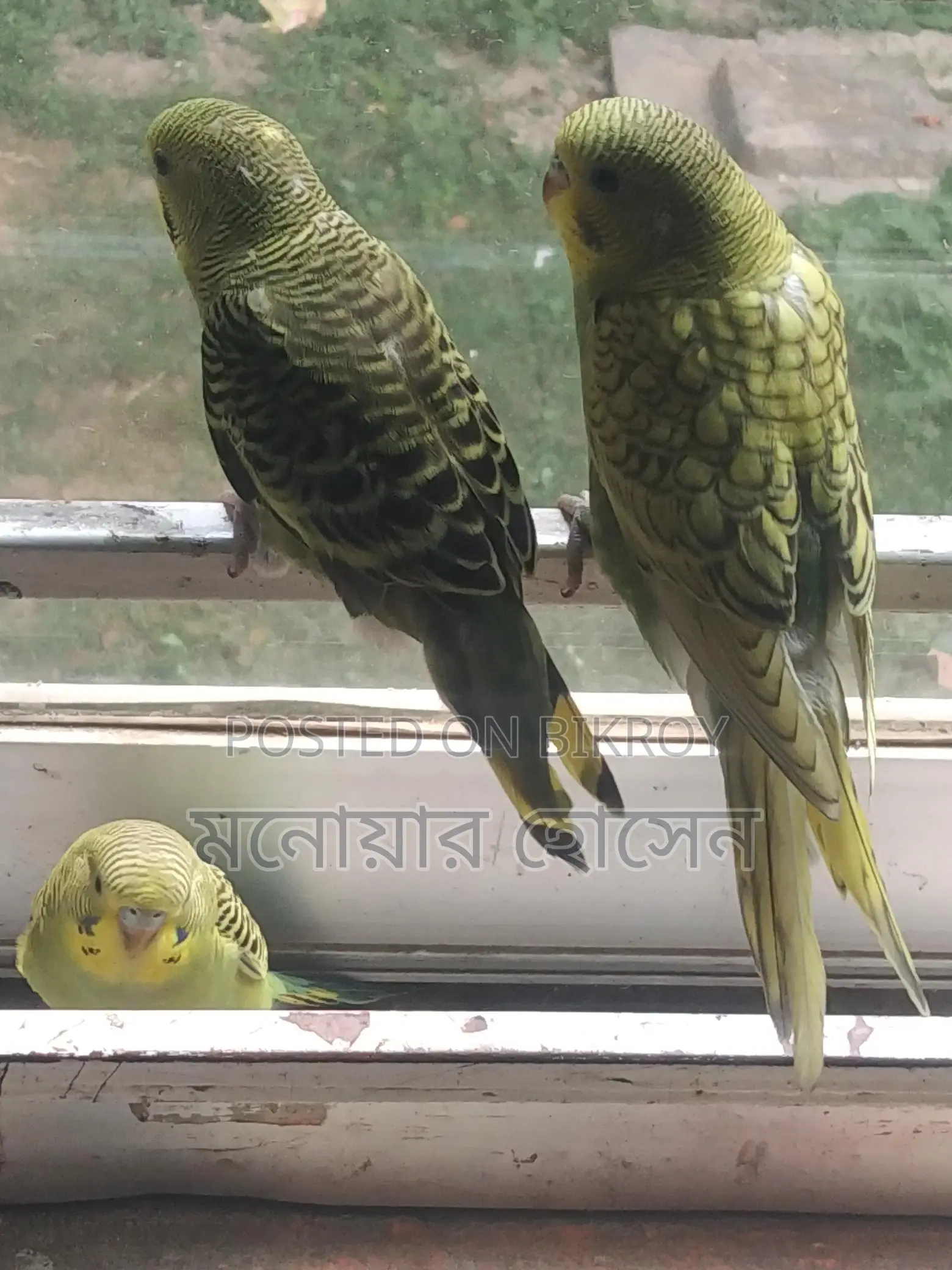 Budgerigar Birds