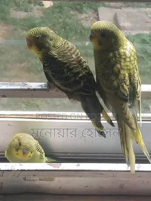 Budgerigar Birds