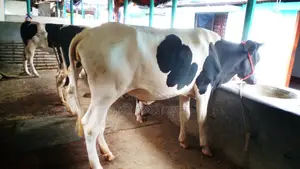 ৯৬৫নং ৩টি বকনা কিনুন পোষার জন্য নিঃসন্ধেহে ভালো হবে।