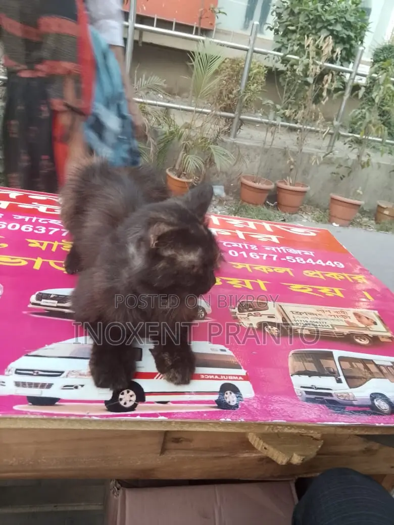 বিড়াল বিক্রয় হবে