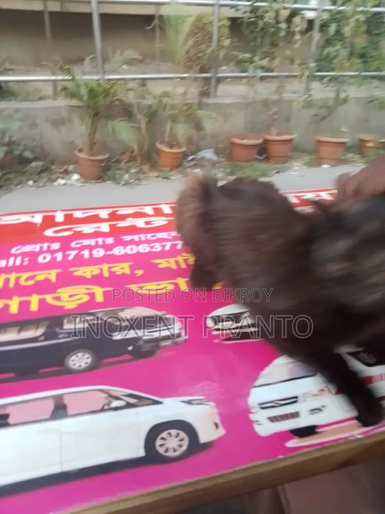 বিড়াল বিক্রয় হবে