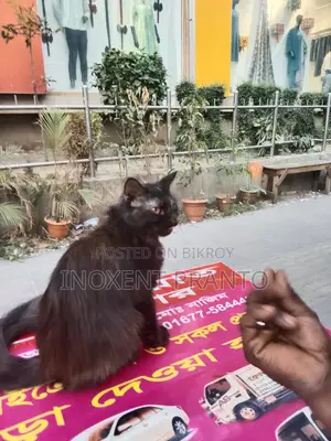 বিড়াল বিক্রয় হবে