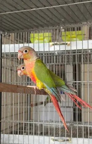 Bird for sale