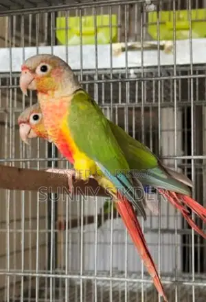 Bird for sale